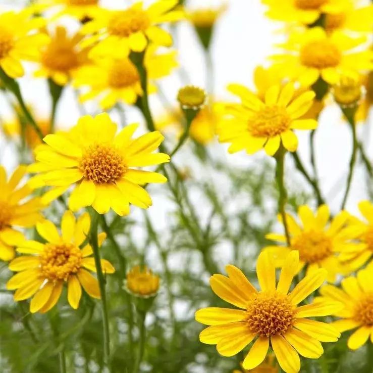 大澳牛奶面膜,来一场奶香四溢的护肤SPA~~(图9)