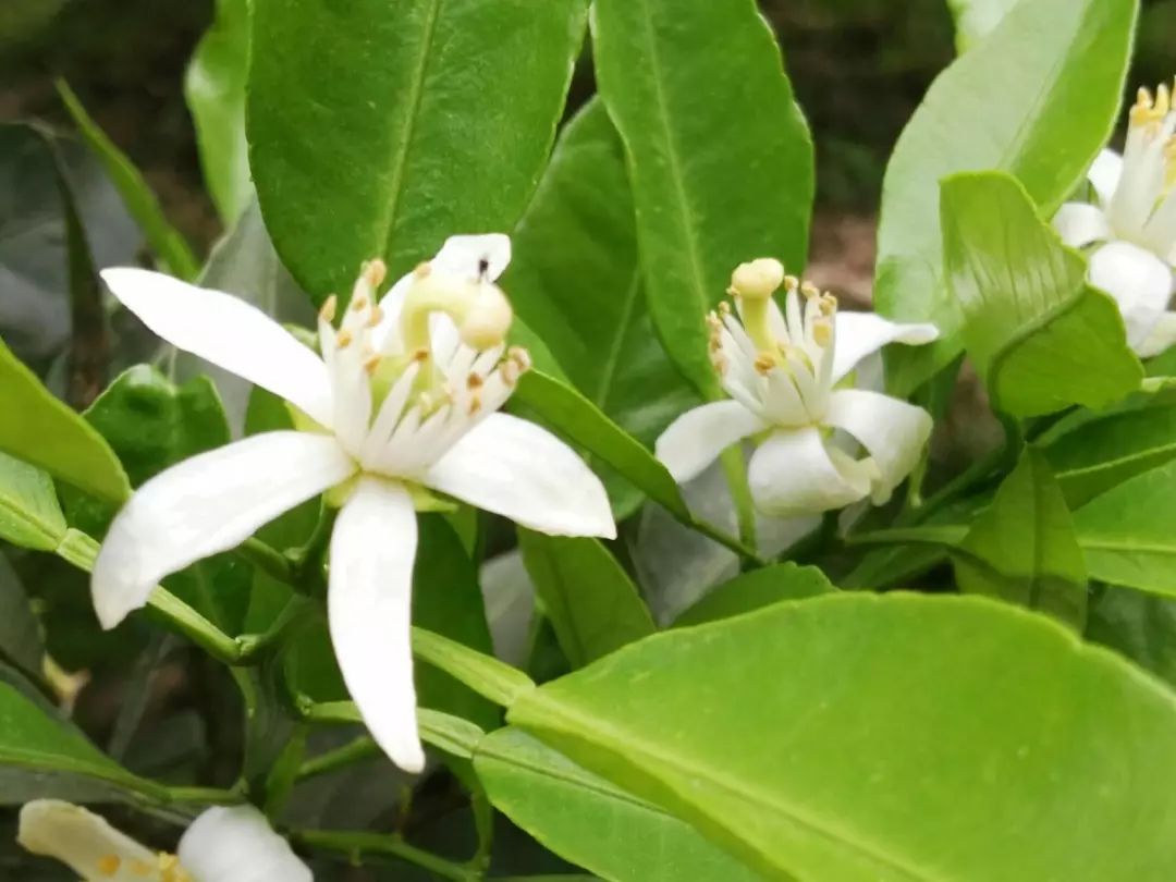 天然雕饰美,10大纯露哪款是你心头爱?(图14)