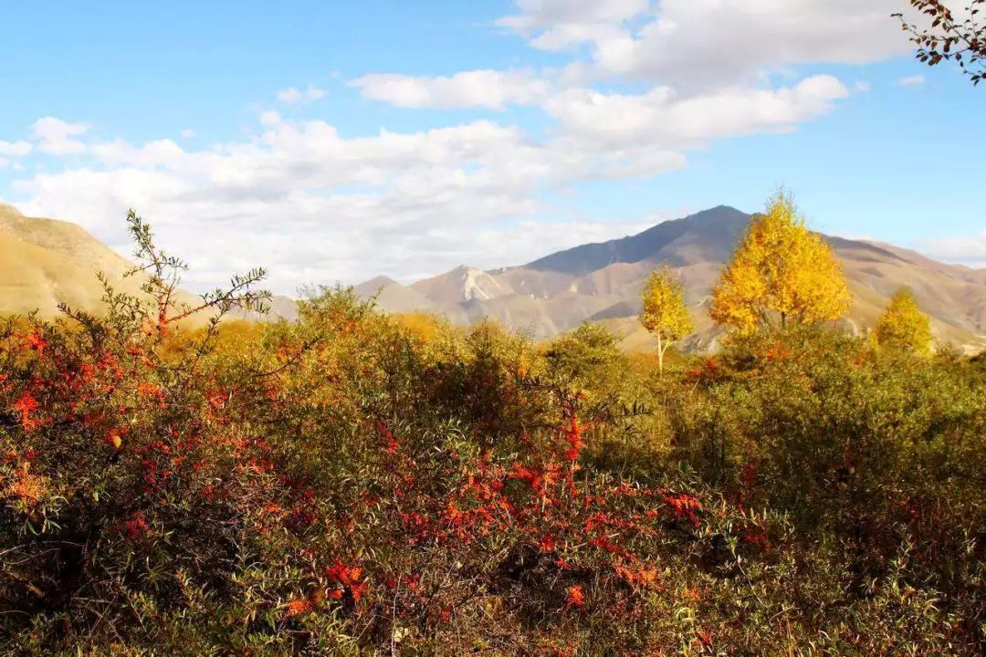 沙棘植物力量来袭,美白、抗衰、祛痘……(图5)