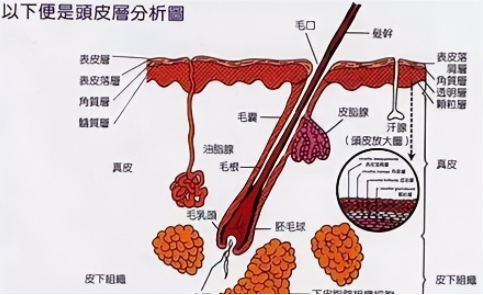 科普 | 养护好你的毛囊,才能让你的头发常“青”！