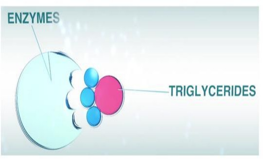 大澳 | 黄金能量油 生物科技的成果(图5) 图片