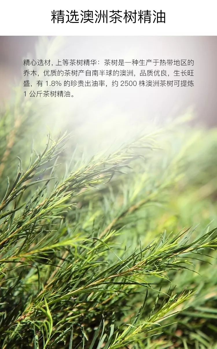 油田脸秒变水光肌!粉刺痘痘跑光光!植树澳洲茶树纯露瞬时补水,告别草莓鼻。(图5) 图片