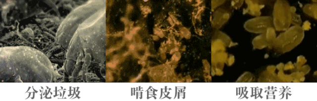 澳洲茶树精油洗发水,除螨、去油、味道芳香(图6) 图片