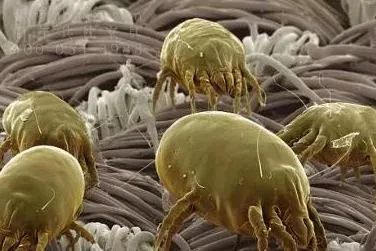 澳洲茶树精油沐浴露除螨祛痘,守候肌肤健康(图4) 图片