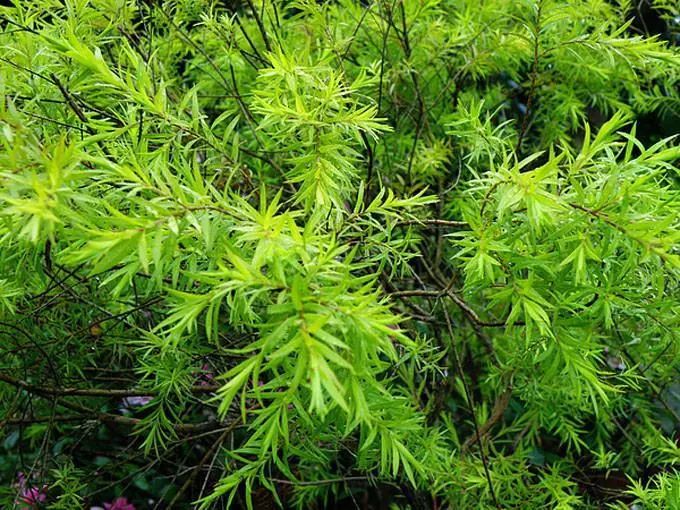 大澳®|产品 天然雕饰美,10大纯露哪款是你心头爱?(图5) 图片