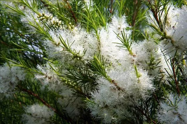 大澳®|产品 天然雕饰美,10大纯露哪款是你心头爱?(图4) 图片