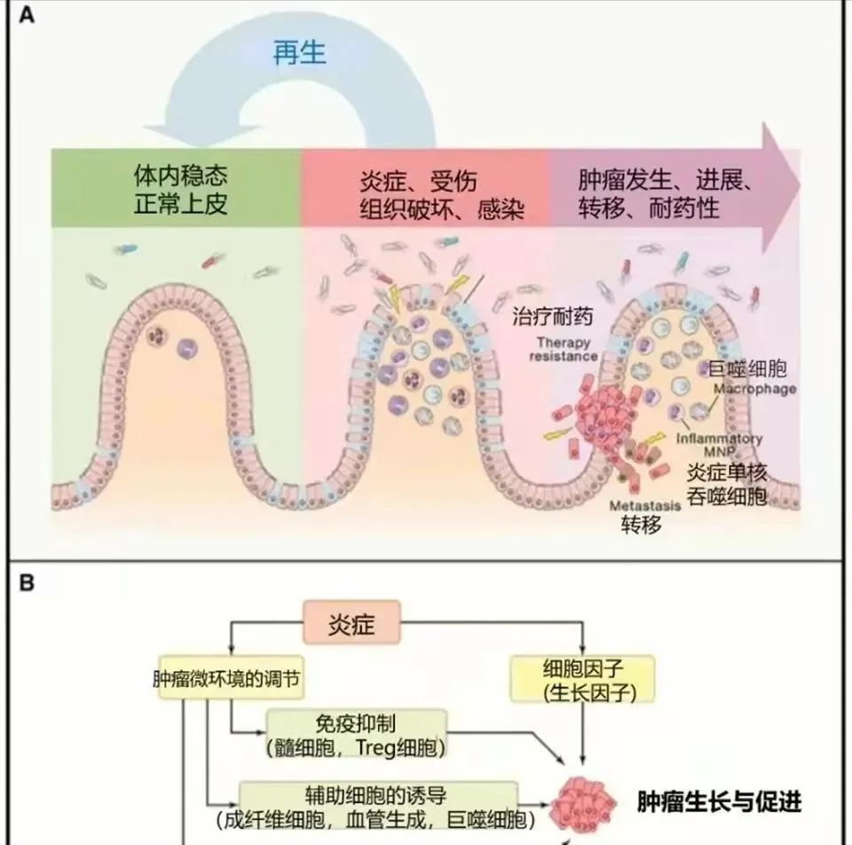 细胞专刊丨疾病的罪魁祸首，干细胞有效减轻炎症反应(图3)