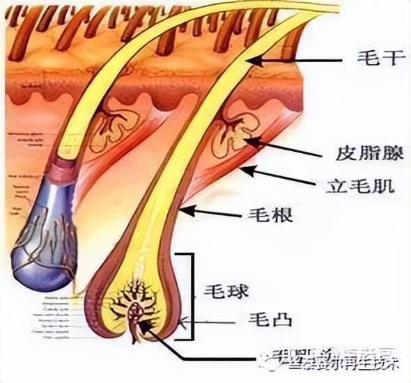 科普 | 为什么白发比黑发长得快？